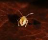 Dicyrtomina sp.